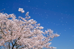桜(画像）