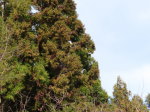 スギの木（写真）